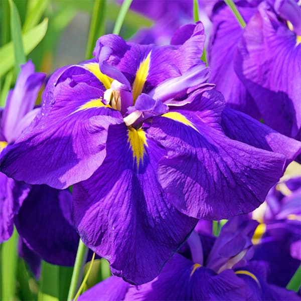 アイリス：ブルー4号ポット（10球植え） の通販 | 園芸ネット