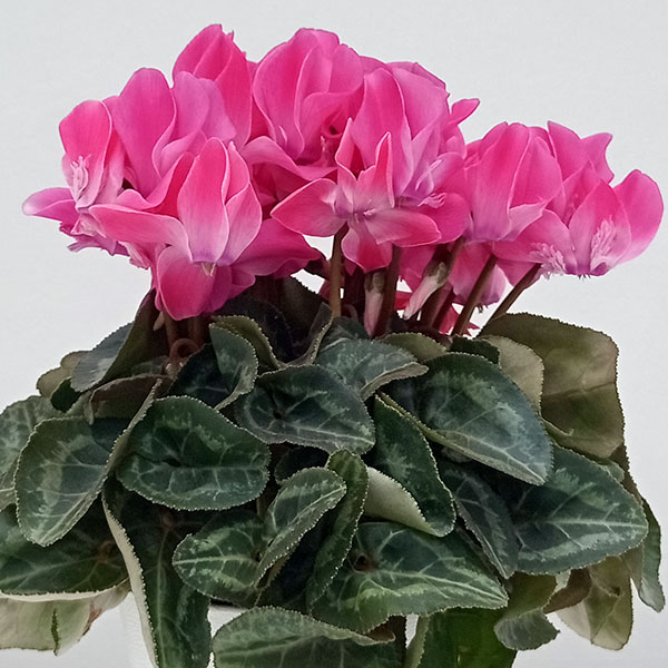 シクラメン：ピアド4号鉢植え