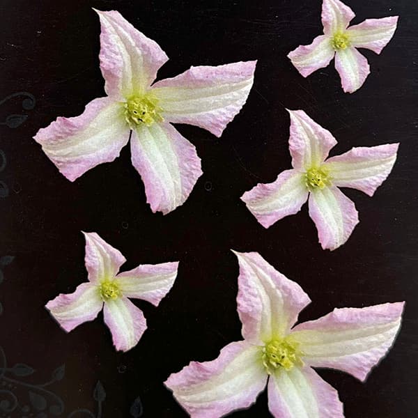 クレマチス：リトルネル4号ロングポット（ビチセラ系）*