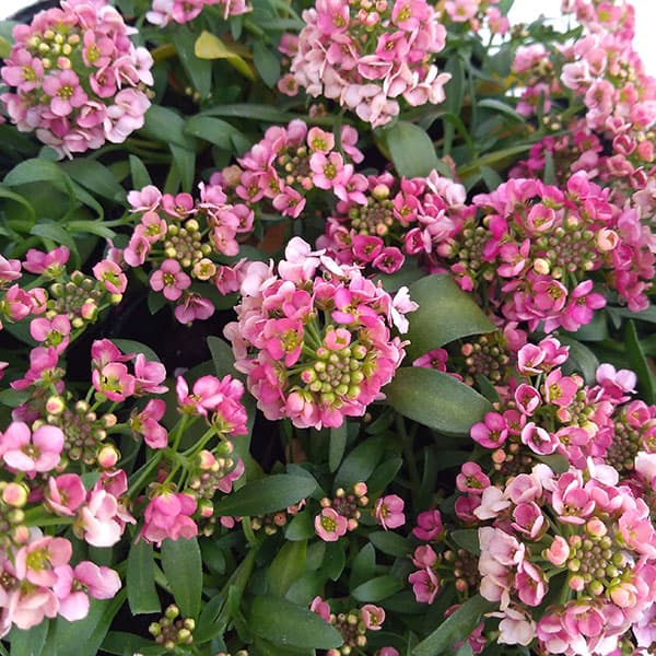 アリッサム：アルール ブロンズ2.5-3.5号ポット 12株セット