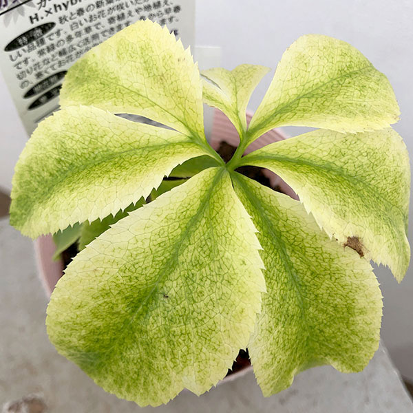 クリスマスローズ 月白 激レア 大苗 ラスト 園芸ネット本店｜松村ナーセリーさんのクリスマスローズ：月白