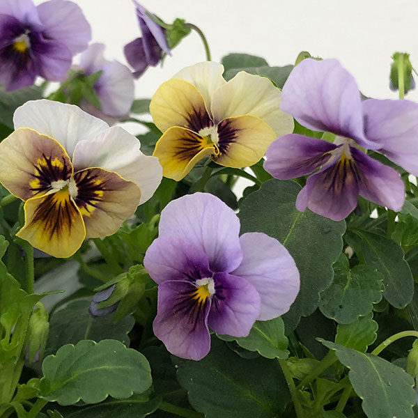 【お1人様1ポット】ビオラ：藍月（あいづき）3.5号ポット