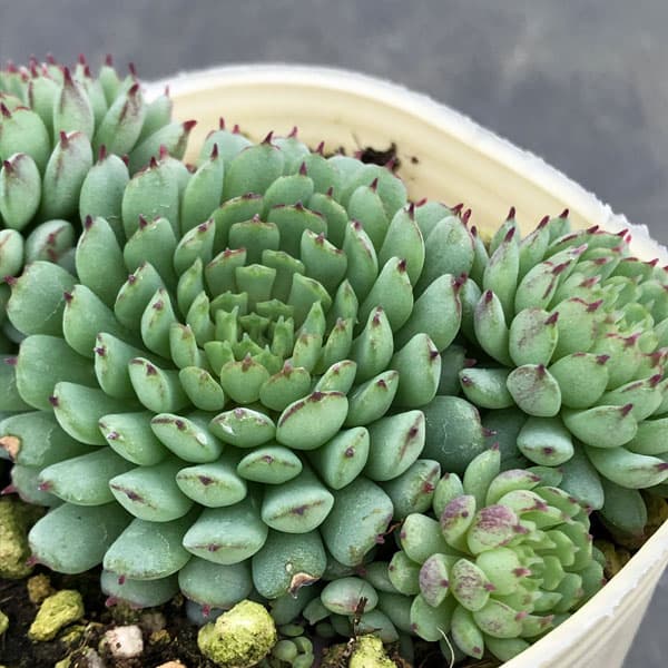 男*屋様 K1135　ヴィンセント・カトー　50株　多肉植物 抜き苗 エケベリア 男*屋様 K1135 ヴィンセント・カトー 50株 多肉植物 抜き苗 エケベリア 男*