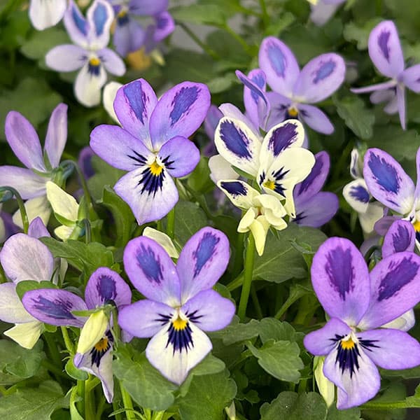 【お1人様1ポット】ビオラ：碧いうさぎ3-3.5号ポット