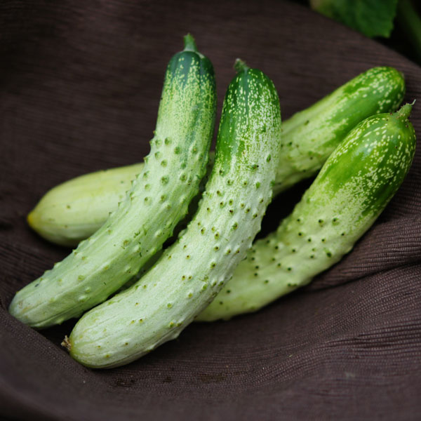 [送料無料][26年4月下旬予約]大江戸マルシェ：キュウリ・馬込半白胡瓜3号ポット 24株セット