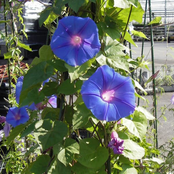 [26年4月下旬予約]アサガオ（イポメア）：宿根朝顔3号ポット 12株セット