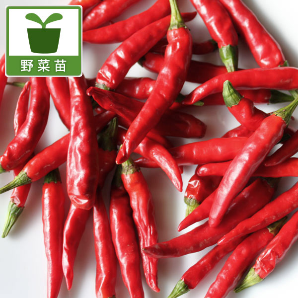 [26年4月下旬予約]世界のとうがらし：韓国とうがらし自根苗3号ポット 12株セット