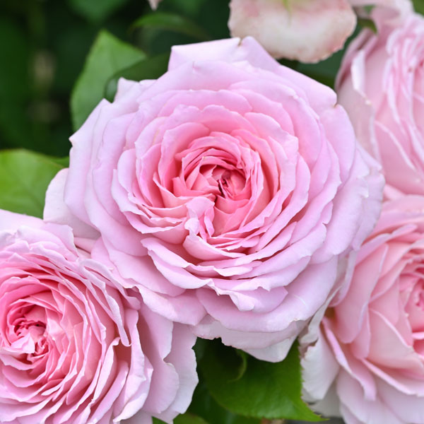 デルバールローズ：アローム・ディヴァン大苗6号角鉢植え