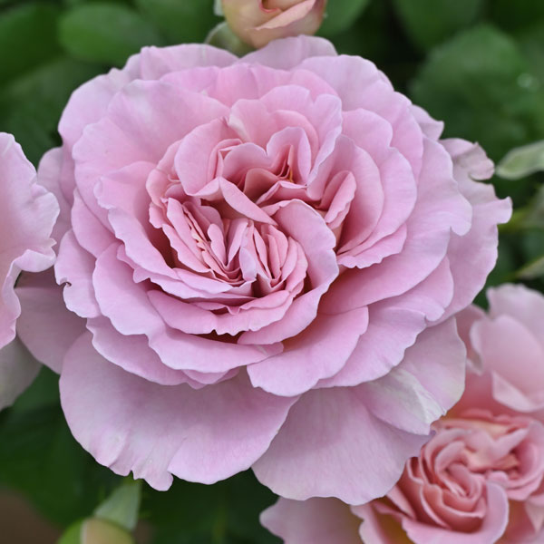 ドリュ：フリゼ大苗6号角鉢植え