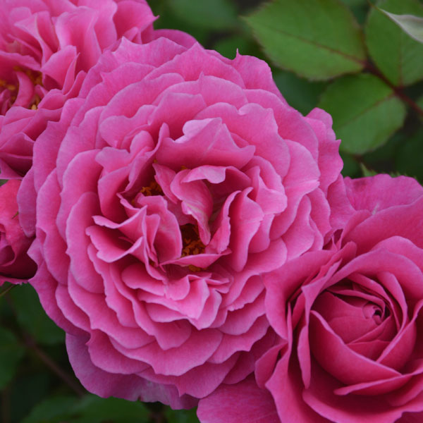 ロサ・オリエンティス：パルミラ大苗6号角鉢植え