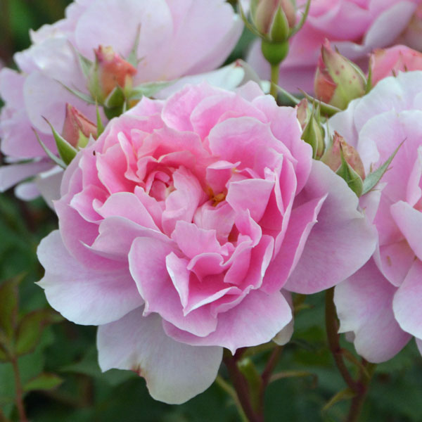 ロサ・オリエンティス：ムーンライトソナタ大苗6号角鉢植え