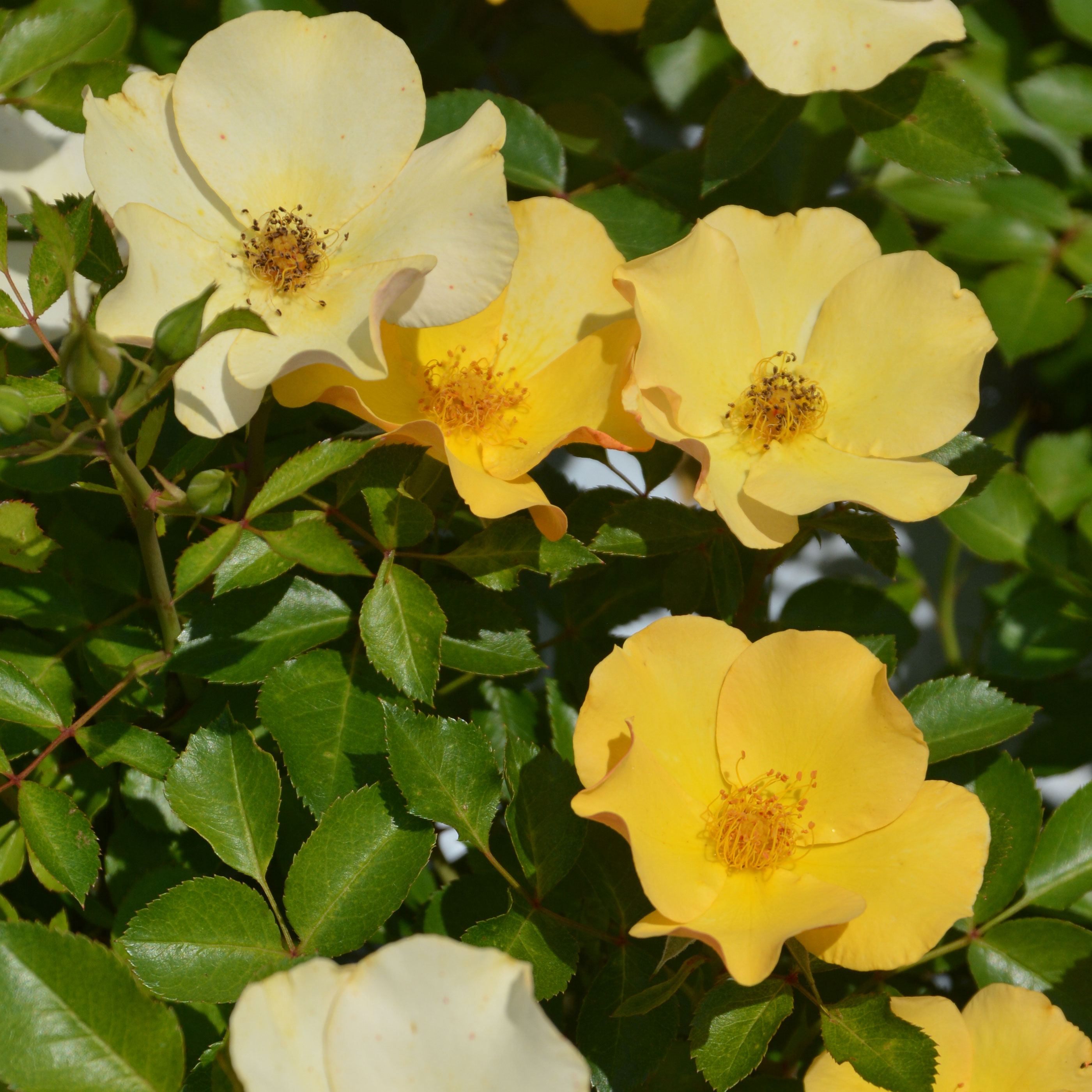 ロサ・オリエンティス：風姿花伝　山吹（ふうしかでん　やまぶき)大苗6号角鉢植え(バラ)