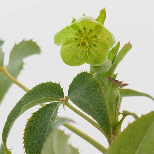 園芸ネット本店｜クリスマスローズ（原種系）：アーグチフォリウス3.5