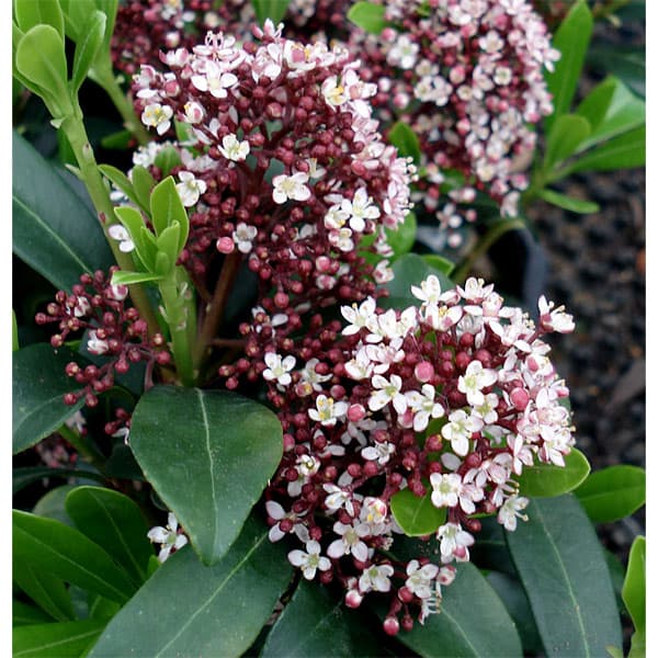 ミヤマシキミ：ルベラ4号ポット