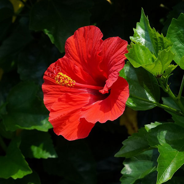 [26年4月下旬予約]ハイビスカス：ブリリアント3号ポット