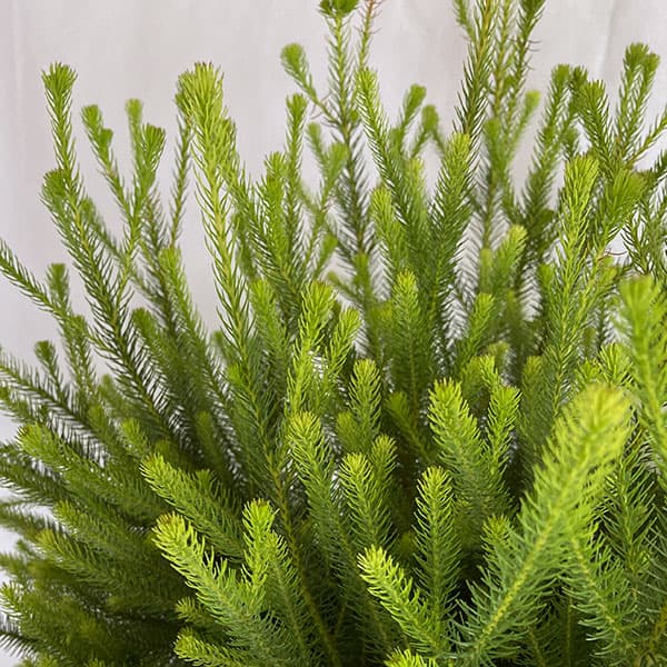 バーゼリア：ラヌギノーサ3号ポット