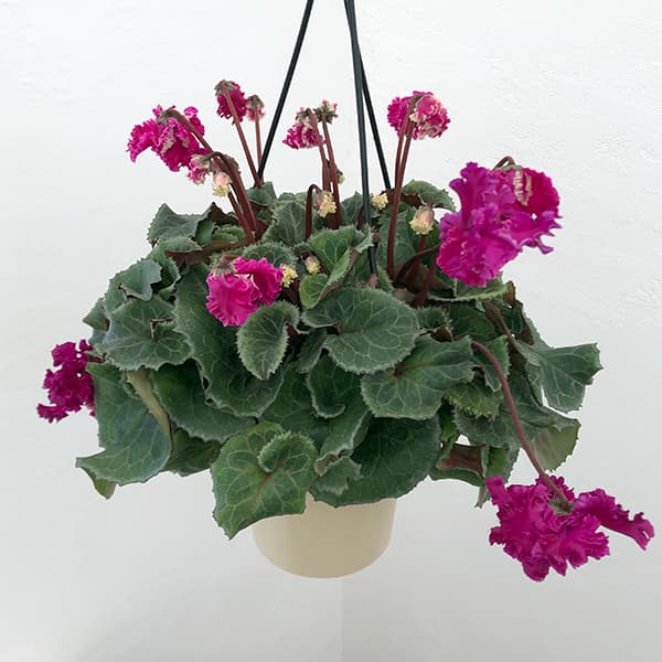 園芸ネット本店｜シクラメン：フローエル（24-05）5号鉢植え の通販