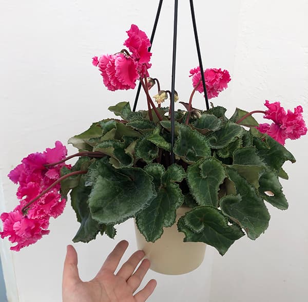 園芸ネット本店｜シクラメン：フローエル（24-06）5号鉢植え の通販