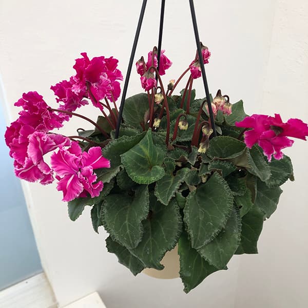 園芸ネット本店｜シクラメン：フローエル（24-08）5号鉢植え の通販