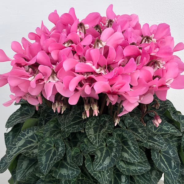 園芸ネット本店｜24-09：シクラメン：スーパージックス サーモンウィズ