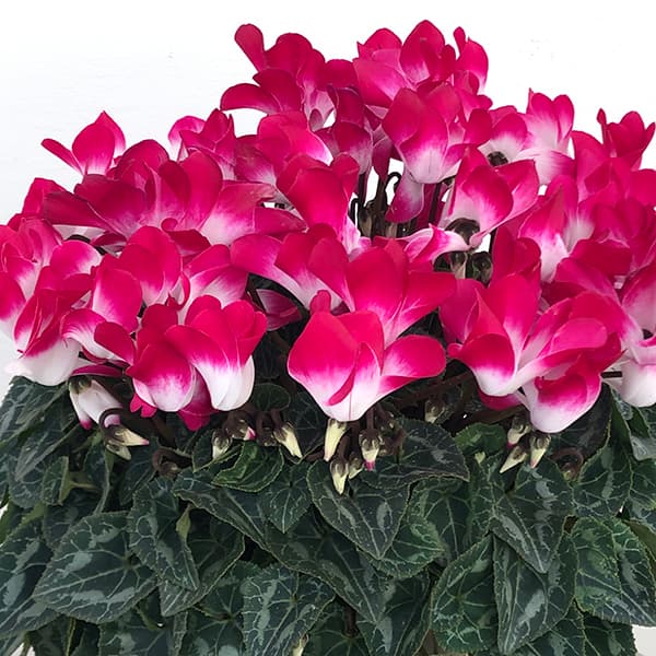 園芸ネット本店｜24-12：シクラメン：インディアカ マゼンタ5号鉢植え