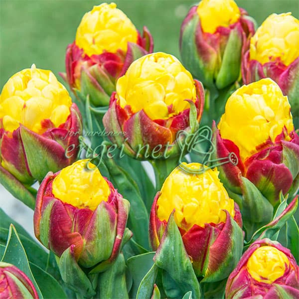 [26年2月中下旬予約]チューリップ：バナナアイスクリーム1球植え芽出し3号深ポット（八重咲き）