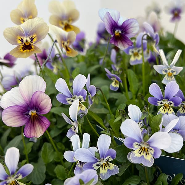 ビオラ：丸森ビオラ（アソート）3号ポット 6株セット