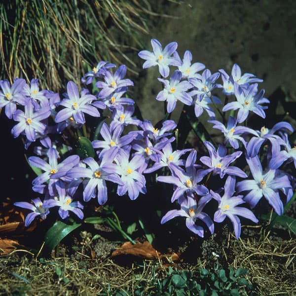 [26年2月中下旬予約]チオノドクサ：ルシリア（青）3球植え3号ポット
