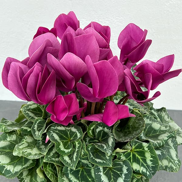 シクラメン：アンティラオ　シーデンモーン5号鉢植え