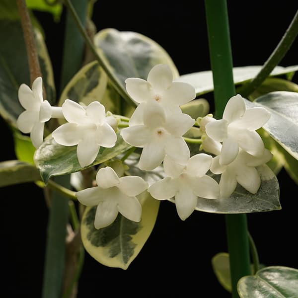 マダガスカル ジャスミン斑入り3号ポット[珍しい斑入り葉種　7～9月頃開花　つる性熱帯植物]