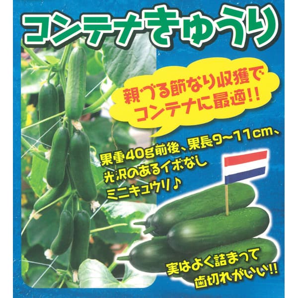 [26年4月下旬予約]コンテナきゅうり3号ポット 6株セット