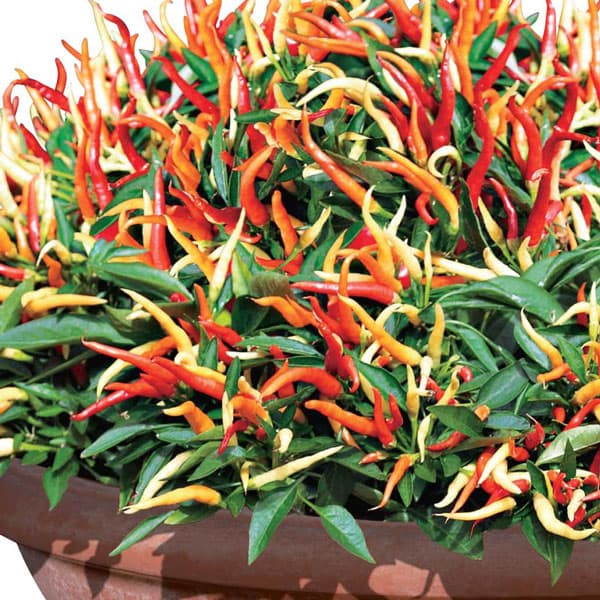 [26年4月下旬予約]とうがらし：旨甘すずなりとうがらしF1・3号ポット 12株セット