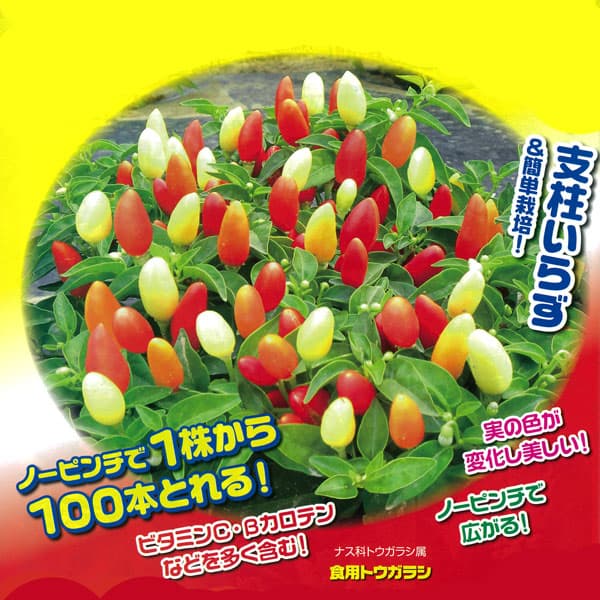 [26年4月下旬予約]とうがらし：旨辛プチファイヤー2Ｆ1・3号ポット 12株セット