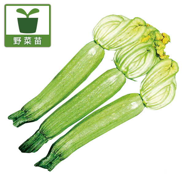 ずっき〜に ズッキーニ：F1ライトグリーンズッキーニ3号ポット 12株セット の