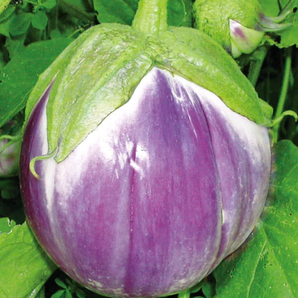 [26年4月下旬予約]ナス：スタミナ元気　伝統ナスビ　クリーミー3号ポット 12株セット