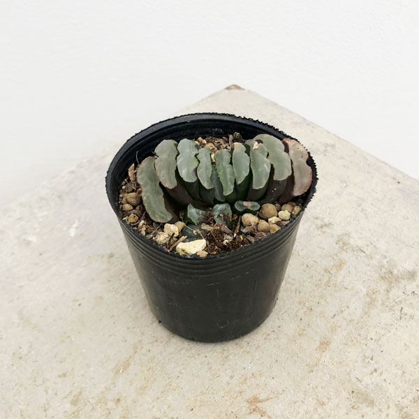 園芸ネット本店｜ハオルチア：玉扇 2号ポット の通販【公式】