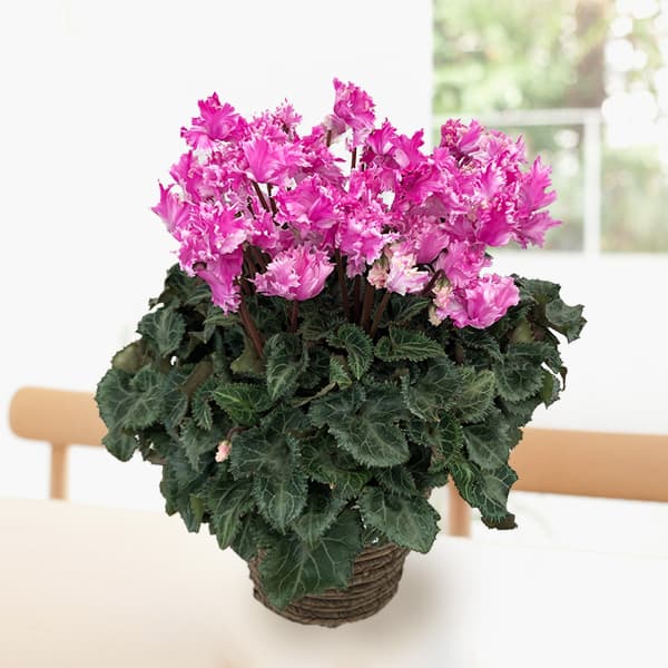 [ギフトに]シクラメン：ラビリンス（ローズ系）5号鉢植えBRカゴ入