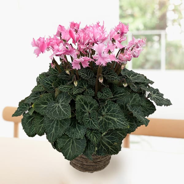 [ギフトに]シクラメン：ラビリンス（ピンク系）5号鉢植えBRカゴ入