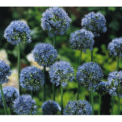 アリウム：カエルレウム3～4球植え4.5号ポット