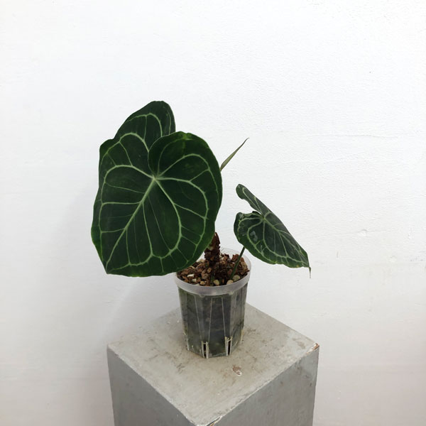 希少　アンスリウム　クラリネルビウム　斑入り　美株　激レア　鉢ごとメルカリ便② 希少 アンスリウム クラリネルビウム 斑入り 美株 激レア 鉢ごと