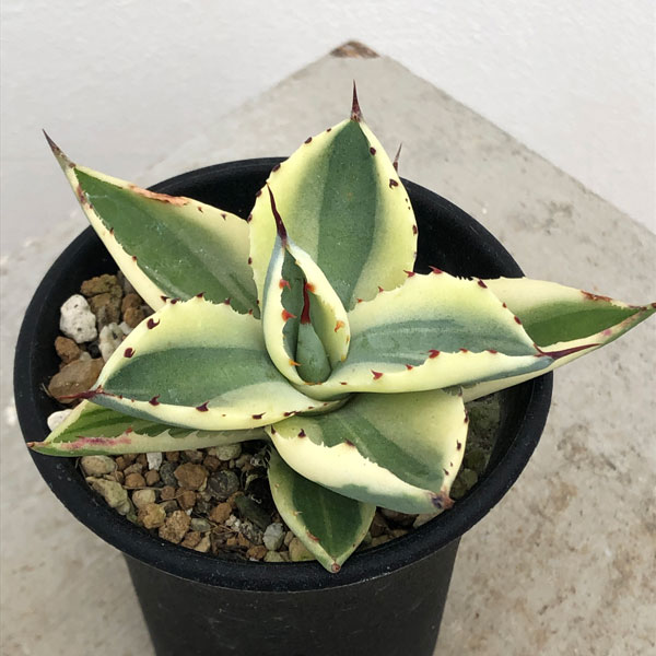 園芸ネット本店｜アガベ：スーパークラウン 2.5号24-01 の通販【公式】