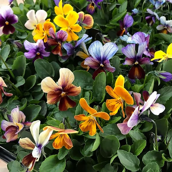 ビオラ:アマゾネス3-3.5号ポット 3株セット