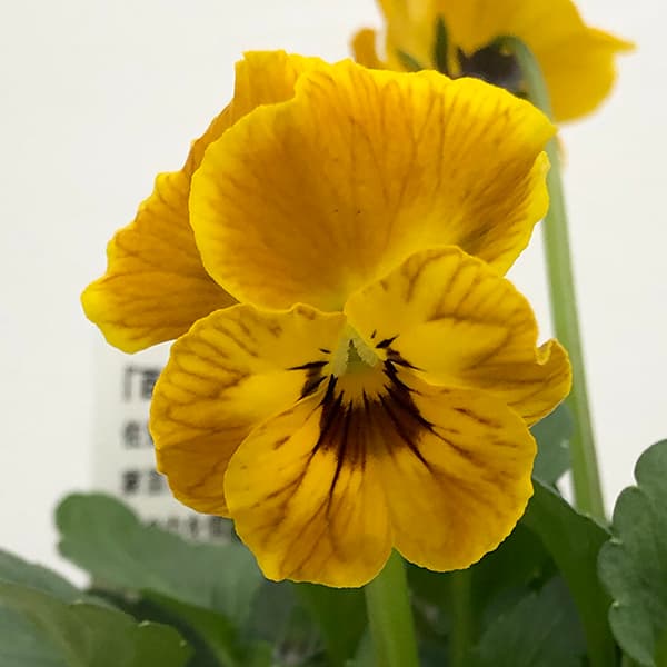 園芸ネット本店｜百笑-momoemi-ビオラ：24-04／3.5号ポット【現品販売