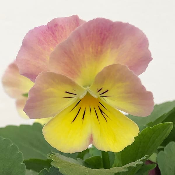 園芸ネット本店｜百笑-momoemi-ビオラ：24-15／3.5号ポット【現品販売