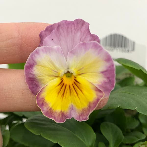 園芸ネット本店｜百笑-momoemi-ビオラ：24-16／3.5号ポット【現品販売