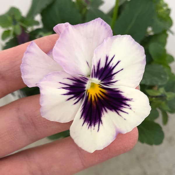 園芸ネット本店｜百笑-momoemi-ビオラ：24-42／3.5号ポット【現品販売