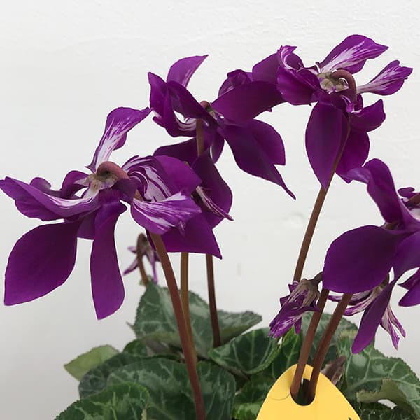 園芸ネット本店｜シクラメン：SAMURAI（サムライ）【24-13】3号ポット