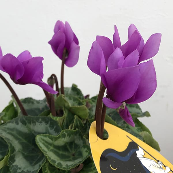 園芸ネット本店｜シクラメン：SAMURAI（サムライ）【24-18】3号ポット