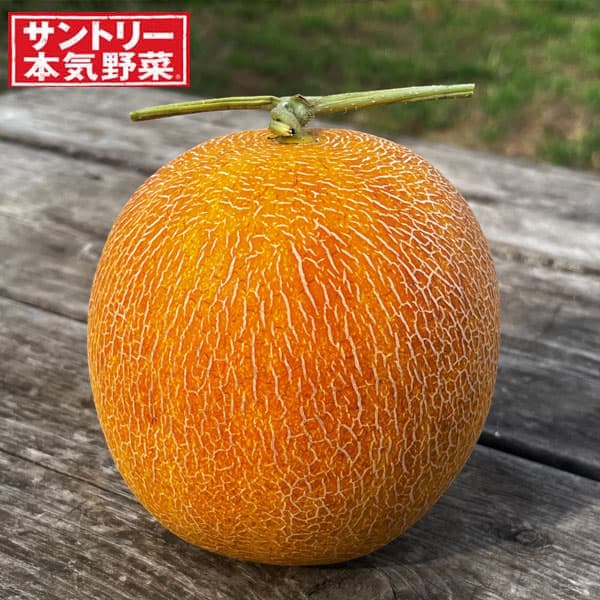 [26年4月下旬予約]メロン：バナナメロン自根苗3号ポット 12株セット