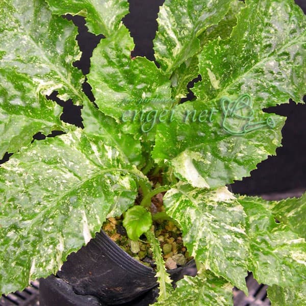 イワタバコ：白散斑赤花2.5号ポット